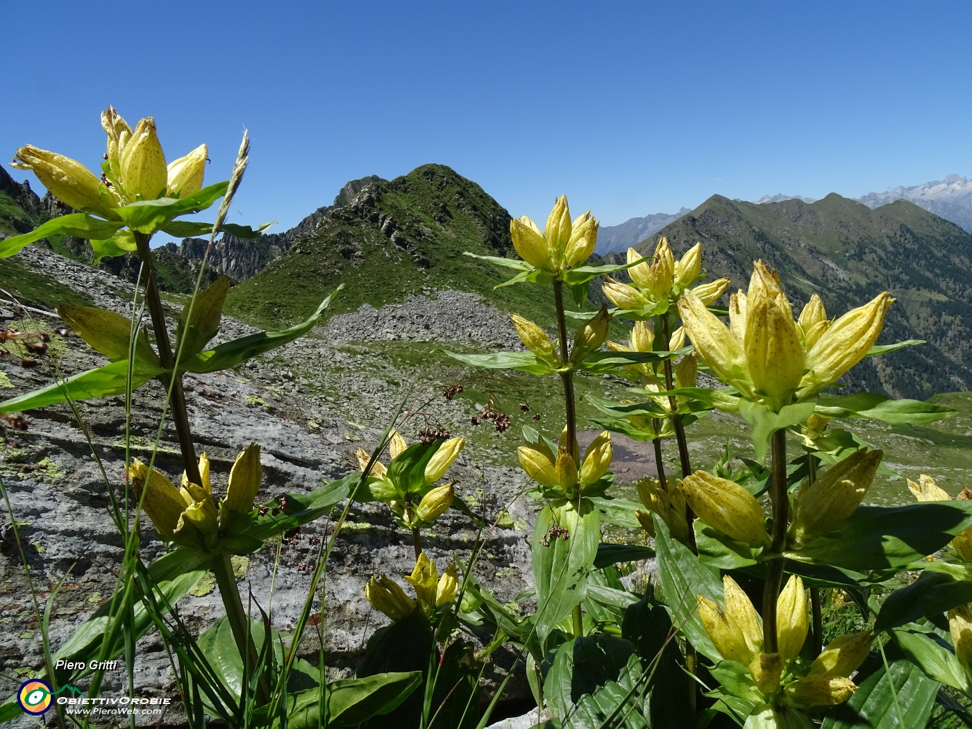 53 Gentiana punctata (Genziana maculata) con vista su Pizzo del Vento .JPG
